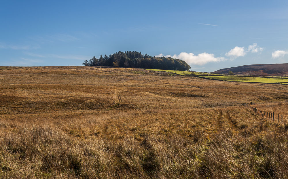 Meg's Moss